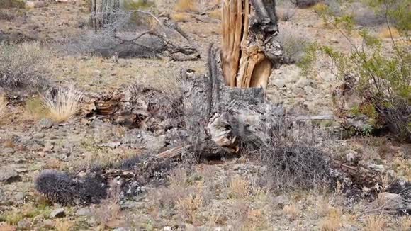 卡蒂死于亚利桑那州沙漠环境问题气候变化和异常天气枯死的干茎视频的预览图