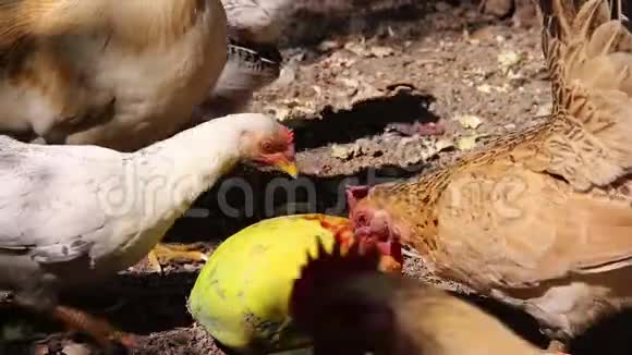鸡群在地上吃成熟的木瓜果实视频的预览图
