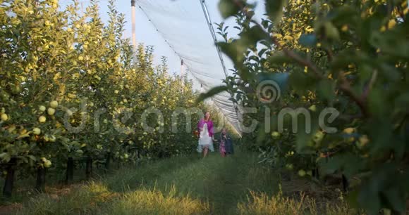 妈妈和她的小女儿正在苹果园的两排中间散步视频的预览图