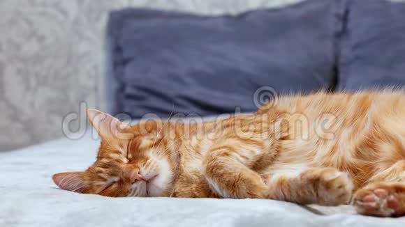 睡在床上的红猫醒来视频的预览图