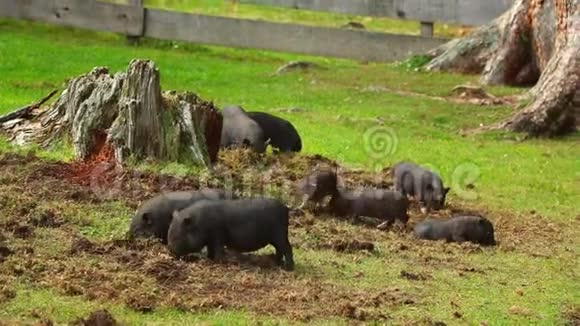 草地上的一群小猪他们玩有趣可爱的猪挖掘地面生物动物健康友谊生命的概念视频的预览图