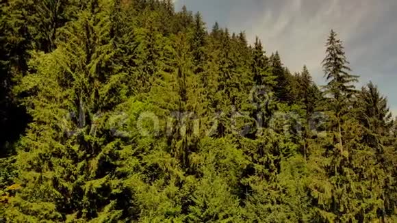 喀尔巴阡山脉的云杉林视频的预览图