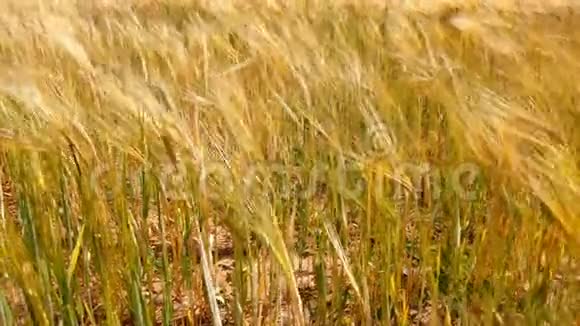 小麦穗粒摇风谷物收获在夏天成熟农业经营理念视频的预览图