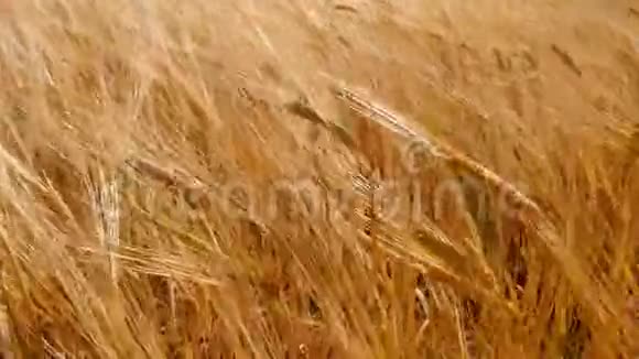 小麦穗粒摇风谷物收获在夏天成熟农业经营理念视频的预览图