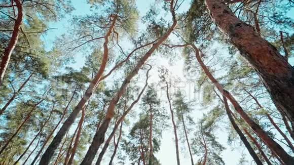 蓝天上的松树视频的预览图