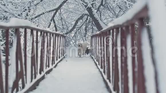 白狗在树林里的桥上繁殖金毛猎犬和达春德冬天飘落着蓬松的雪视频的预览图