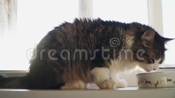 美丽的毛茸茸的猫吃从一个白色的碗与一个模式的弹跳小猫慢动作视频的预览图