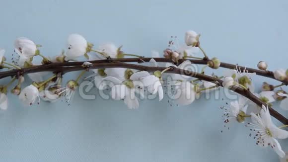 蓝色背景上的梅花枝视频的预览图