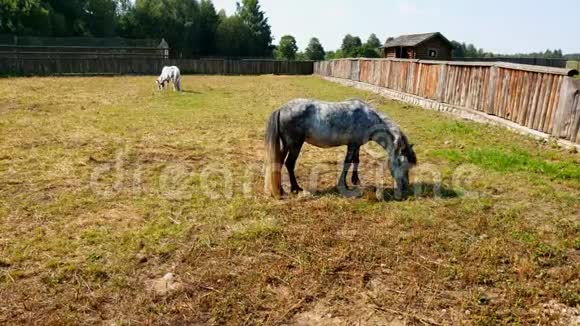 小马在马场围场吃草视频的预览图