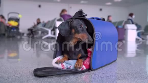 达春德的狗在机场的蓝色旅行袋里等待航班视频的预览图