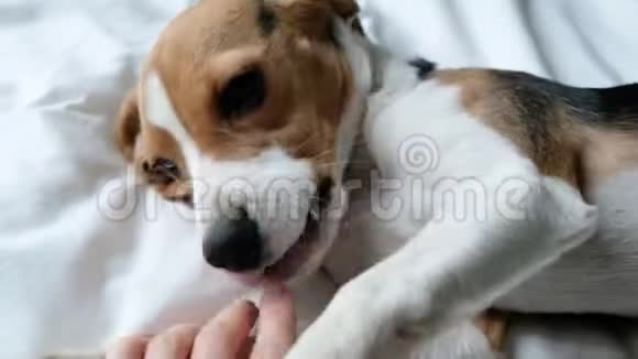 可爱的小猎犬用手紧紧地玩耍视频的预览图