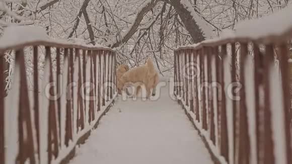 白狗在树林里的桥上繁殖金毛猎犬和达春德冬天飘落着蓬松的雪视频的预览图