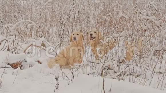 黄金猎犬的白狗在冬天的童话森林里繁殖一天下雪了视频的预览图