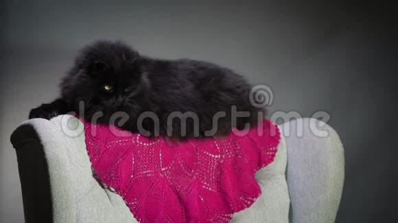 黑猫坐在灰色椅子的背面视频的预览图