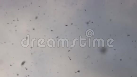大的雪花在空中盘旋降雪是一种天气现象视频的预览图