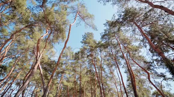 蓝天上的松树视频的预览图