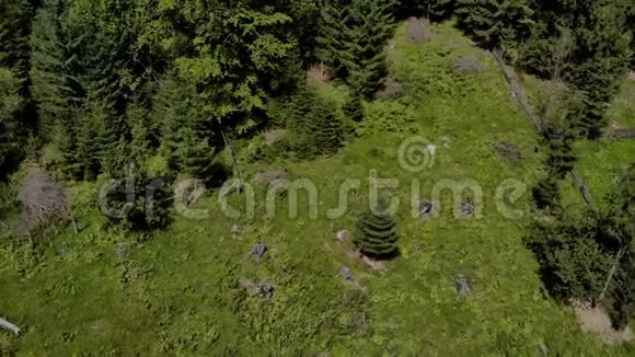 喀尔巴阡山斜坡上的云杉林视频的预览图