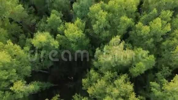 鸟瞰绿色落叶林无人驾驶飞机飞越白桦树顶视频的预览图