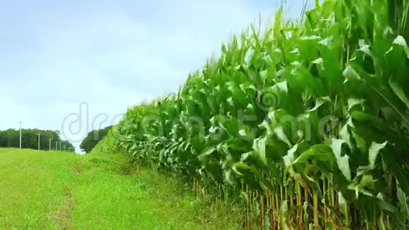 玉米地的边缘玉米秸秆树叶和流苏在微风中挥舞从路边的沟渠农场复制空间视频的预览图