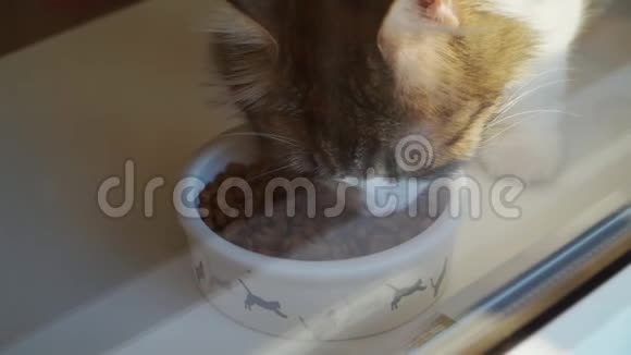 美丽的毛茸茸的猫吃从一个白色的碗与一个模式的弹跳小猫慢动作关门视频的预览图