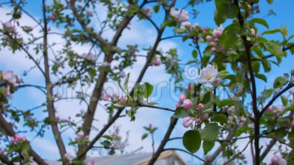 在蓝天的背景下一棵苹果树的树枝上开着白色的粉红色的花视频的预览图