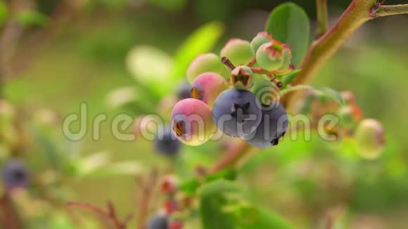 靠近一只从灌木丛中采摘成熟蓝莓的雌性手视频的预览图
