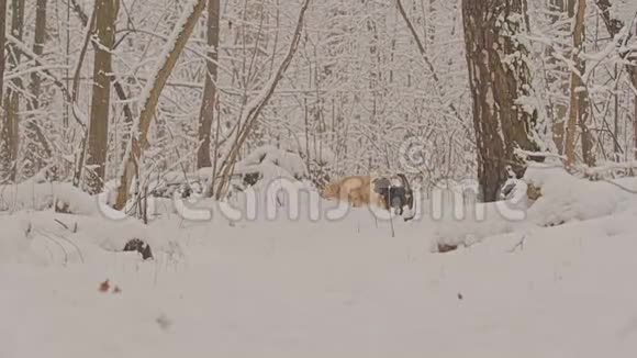 黄金猎犬的白狗在冬天的童话森林里繁殖一天下雪了视频的预览图