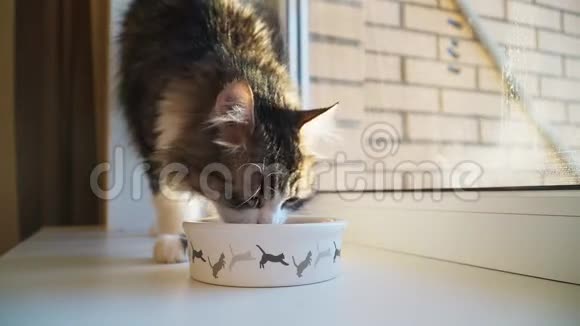 美丽的毛茸茸的猫从一个白色的碗里吃里面有一只蹦蹦跳跳的小猫视频的预览图