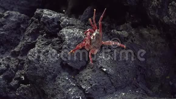 印度尼西亚巴厘岛蓝泻湖火山岩上的死蟹视频的预览图
