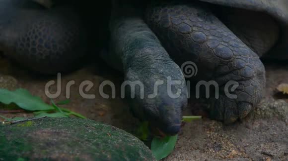 奥达布拉巨大的乌龟浏览留下奥达布拉切利吉甘蒂亚特写马河岛塞舌尔视频的预览图