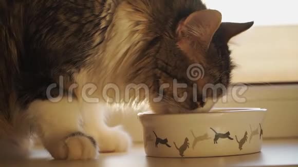 美丽的毛茸茸的猫从一个白色的碗吃有一个图案的弹跳小猫慢动作关门视频的预览图