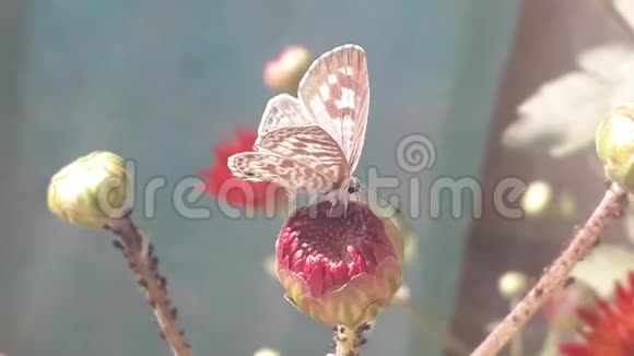 小蝴蝶醒在花苞里视频的预览图