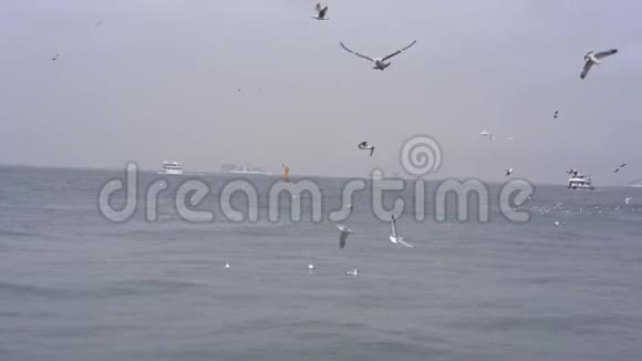 海鸥飞过海浪雨船视频的预览图