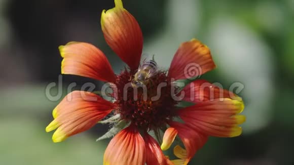 在模糊的花朵背景下特写春花和蜜蜂视频的预览图