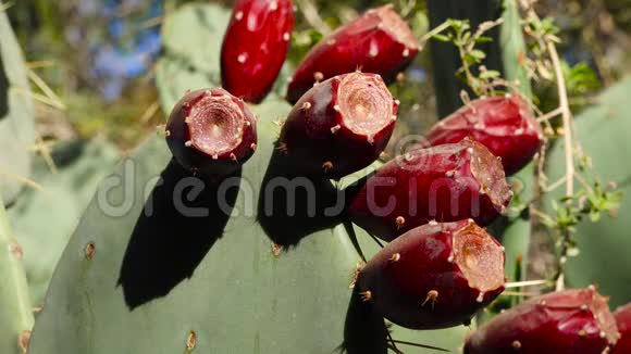 奥普蒂亚斯普刺梨的红色仙人掌果美国亚利桑那州视频的预览图