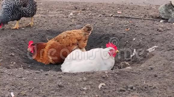 红白鸡洁净羽毛躺在地上视频的预览图
