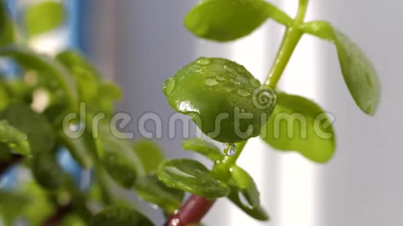 植物因风而摆动用绿叶和水滴浇水后在阳台上视频的预览图