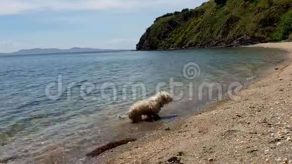 土耳其马尔马拉海马尔马拉岛海岸上可爱的狗在玩海视频的预览图