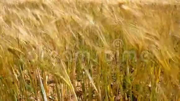 金黄色小麦作物在农田中迎风摇曳视频的预览图