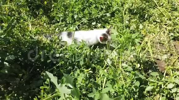 土耳其马尔马拉岛可爱的小猫在绿树丛中嬉戏视频的预览图