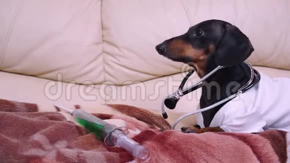 戴着医用外套的大猎犬用听诊器注射抗病毒疫苗视频的预览图