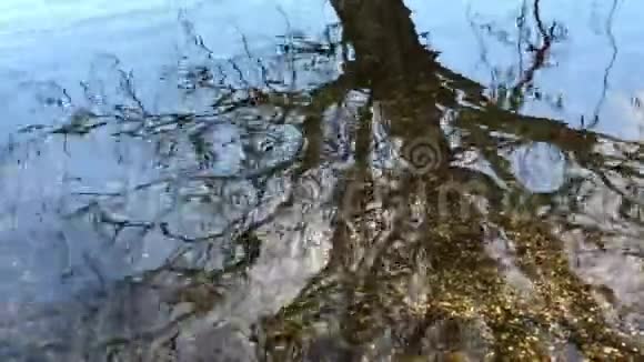 秋树光秃秃的枝条在湖水光滑表面的反射视频的预览图