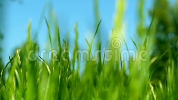 绿草地蓝天和夏日的阳光大自然的背景视频的预览图