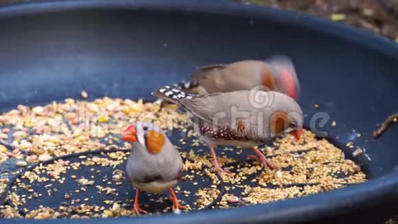 一群斑马雀一起吃种子鸟类饮食和宠物护理来自印度尼西亚的热带物种视频的预览图