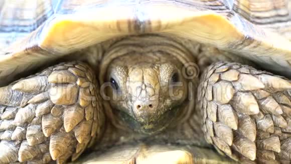 动物园的龟头和脸视频的预览图