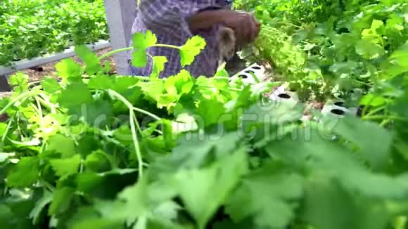工人手工采摘有机蔬菜视频的预览图