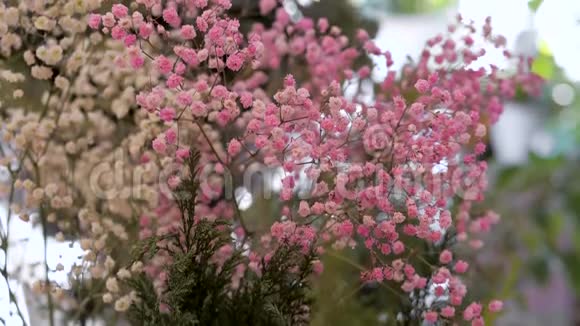 粉红色和白色吉普索菲拉花的气味鲜花店装修及祝贺视频的预览图
