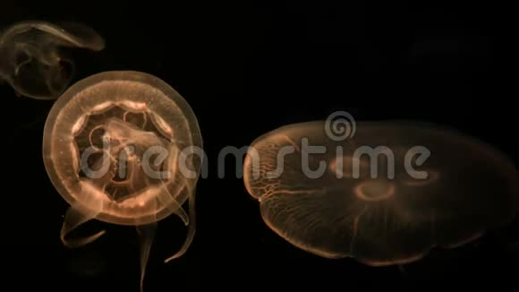 4K一组荧光水母在水族馆游泳池游泳透明水母水下镜头发光的美杜莎移动视频的预览图