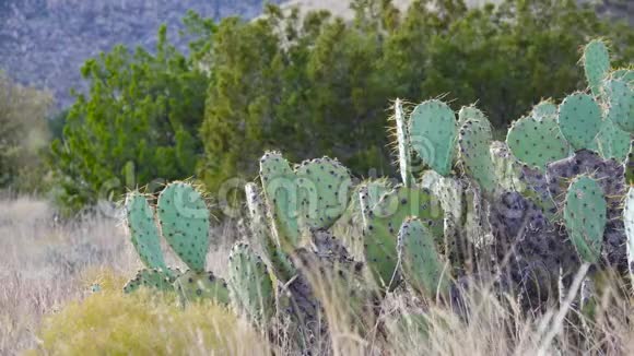 美国西部和西南的Cacti雪尼尔刺梨牛仔的红色胡须墨西哥视频的预览图