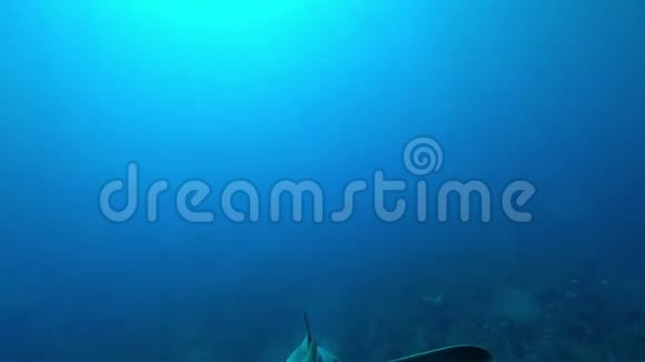 鲨鱼护士在伯利兹圣佩德罗的埃斯梅拉达珊瑚礁盘旋视频的预览图